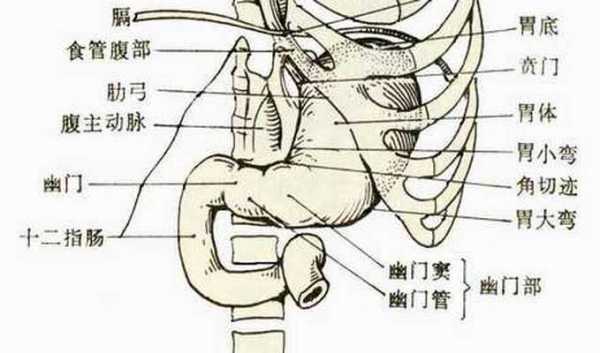 胃的位置(胃上部心窝处隐隐作痛)